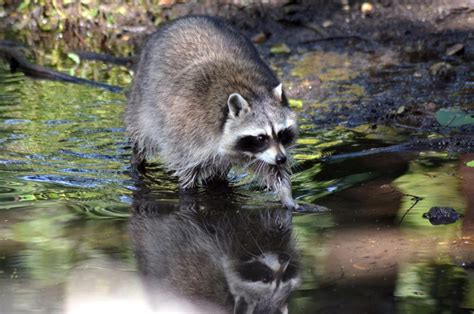 Überall dort, wo sich waschbären bereits in freier natur angesiedelt haben. Hilfe: Was tun, Waschbären am Teich? Fressen Waschbären ...