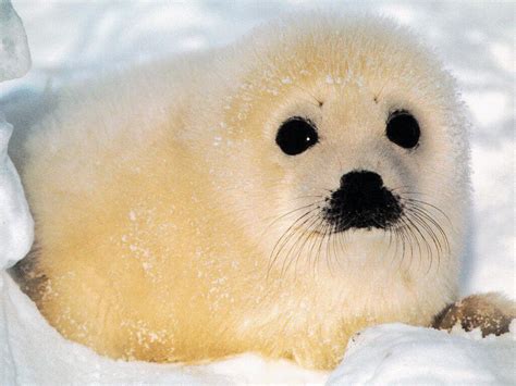 Global Warming Seal Hunting And A Rapidly Changing Arctic The