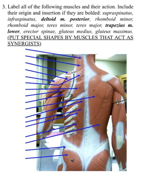 Understanding these terms will make the task of learning muscles easier. Solved: 3. Label All Of The Following Muscles And Their Ac ...