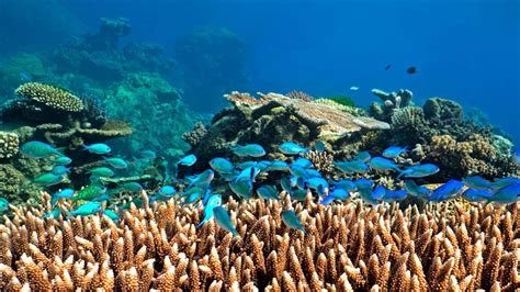 Scuba Diving At The Great Barrier Reef For Certified Divers From 185 A