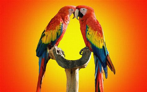 Cute Love Bird Colorful Parrot Images Hd Wallpapers