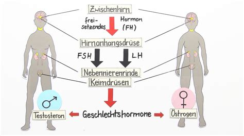 Hormone Einfluss In Der Pubertät Und Auf Die Sexualität Biologie
