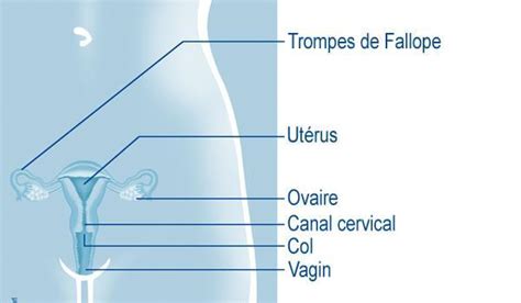 Appareil génital féminin des schémas pour comprendre Le site du