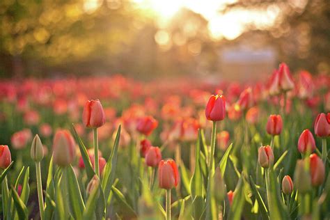 Tulips At Sunrise Photograph By Preappy Fine Art America
