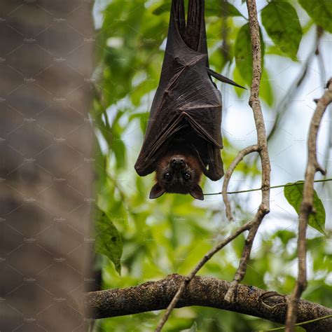 Flying Fox Bat Containing Bat Australia And Flying Fox Animal Stock
