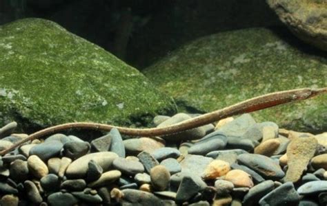 Freshwater Pipefish Pipefish Doryichthys Martensii Tank Facts
