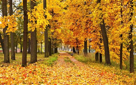 Autumn Path Hd Wallpaper Background Image 2880x1800 Id878698