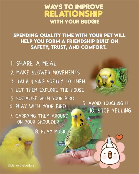 The Ultimate Guide For Beginner Pet Bird Owners Artofit