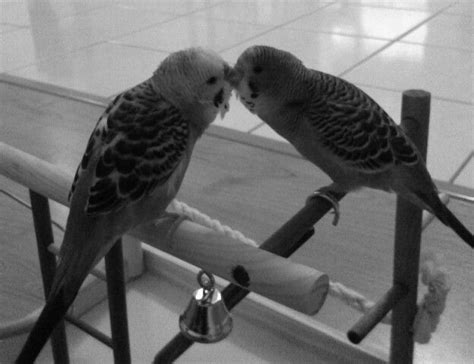 Kissing Kiss Budgie Parakeet Animals