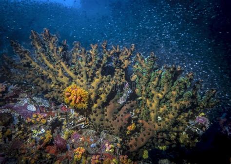 Coral Reef Colors At Night In The Indian Ocean Stock Photo Image Of