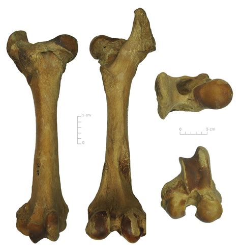 Cow jaw mandible bone teeth taxidermy animal mount display. Femur Bos taurus voor-achter-boven-onder Femur = dijbeen ...