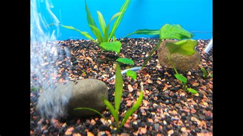 Clean your aquarium in the following order: How To Prepare/Clean Rocks For Aquarium Use - YouTube