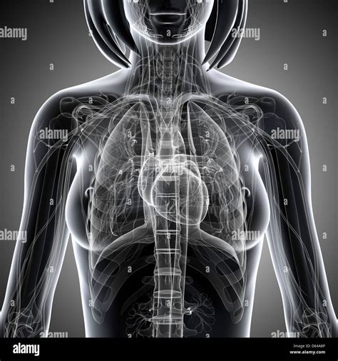 Anatomy Of Chest Thorax Surface Anatomy 4 Edition Bojalana Wall