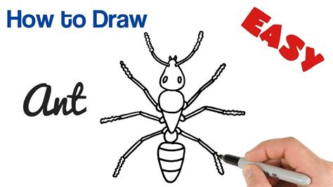 How To Draw An Ant Easy Step By Step Drawing For Beginners Drawing