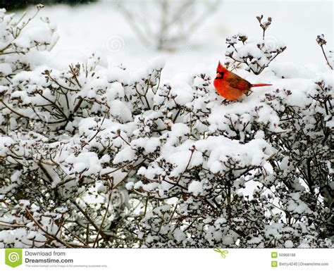 Red Cardinal Sits On A Snowy Bush Stock Photo Image Of Feathered