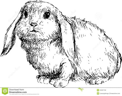 Hand Gezeichnetes Nettes Kaninchen Vektor Abbildung - Illustration von