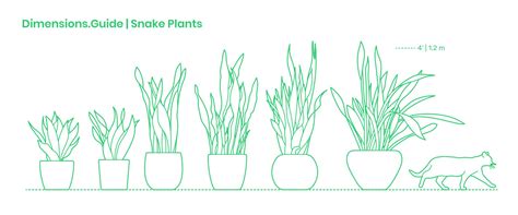 Compared to many snake plants, this option prefers bright light, and it will reward you with more yellow on its leaves when it gets enough sunlight. How to Grow Cool Snake Plants and Care For Them