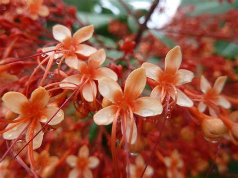 Berikut adalah daftar kecamatan dan kelurahan/desa di kabupaten bangkalan, provinsi jawa timur, indonesia. A Day in the Life of a Globe Trotter: Flowers of Costa Rica