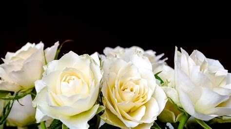 We did not find results for: Filosofi dan Fakta tentang Bunga Mawar Putih yang Cantik ...
