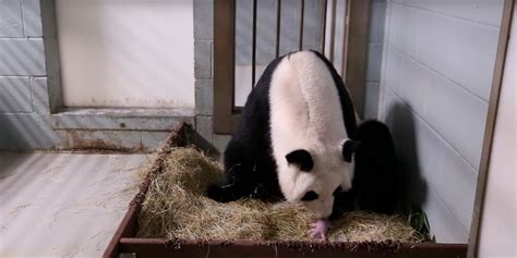 Zoo Atlanta Panda Lun Lun Gives Birth To Twin Cubs