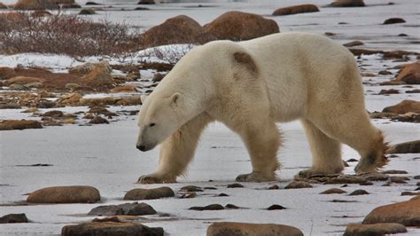Polar Bears Swim Hundreds Of Miles In One Go Live Science