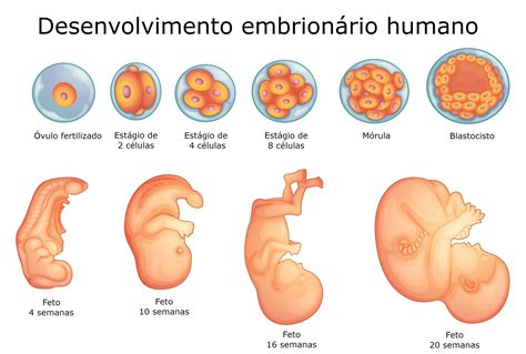 Desenvolvimento Embrionário Humano Embriologia E Biologia Infoescola