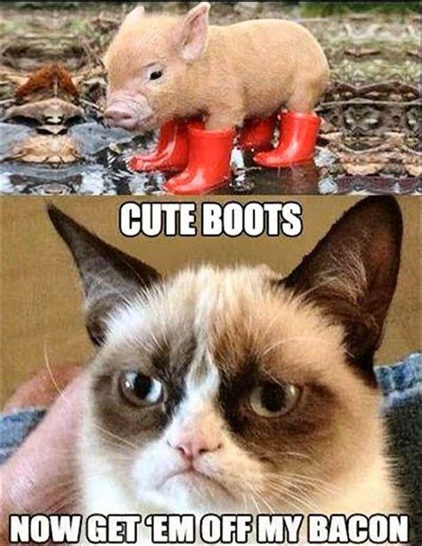Clean Grumpy Cat Memes Image Memes At