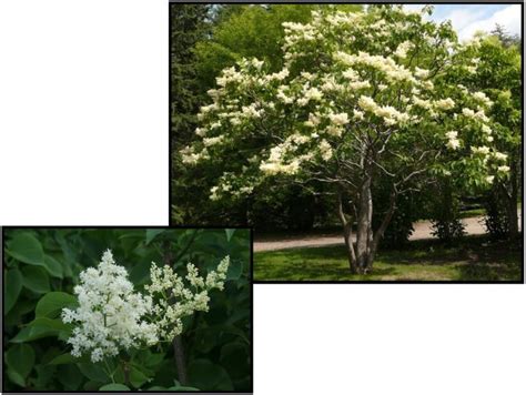 Ivory Silk Japanese Tree Lilac Hinsdale Nurseries