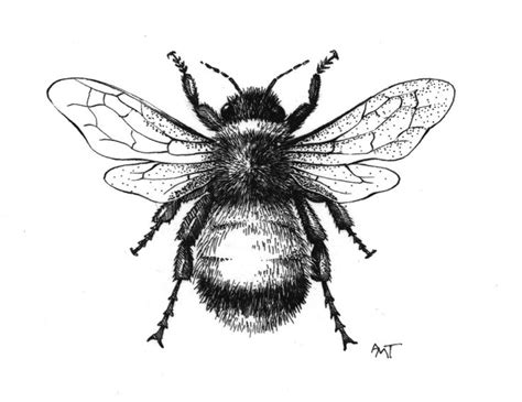 Learn how to draw a realistic sketch illustration of a bumble bee in this step by step tutorial. Bumble Bee Drawing at GetDrawings | Free download