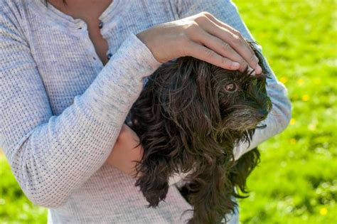 And others will continue to live comfortably for months on end. Signs & Symptoms of Final Stages of Canine Lymphoma | eHow