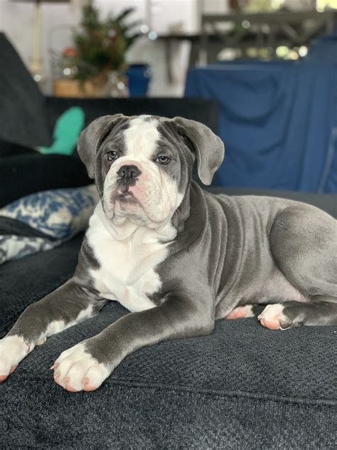 Blue Olde English Bulldogge Puppies For Sale - perfectmypets