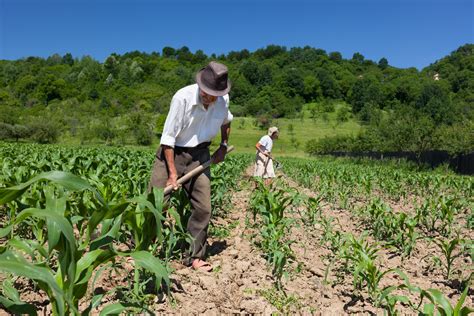 Dois Produtos Agrícolas Brasileiros Típicos Da Agricultura Familiar