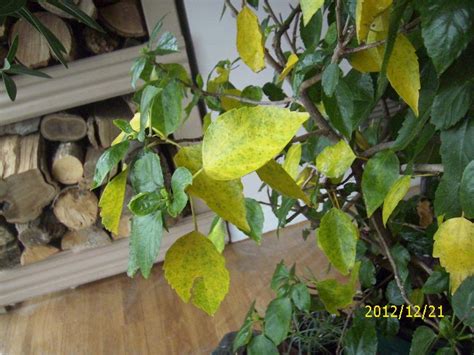 Yellowing leaves is one of the most common problems with hibiscus plants. Houseplants forum: Hibiscus - Seasonal leaf fall or fungus ...