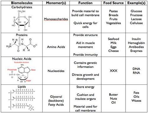 Four Macromolecules Chart