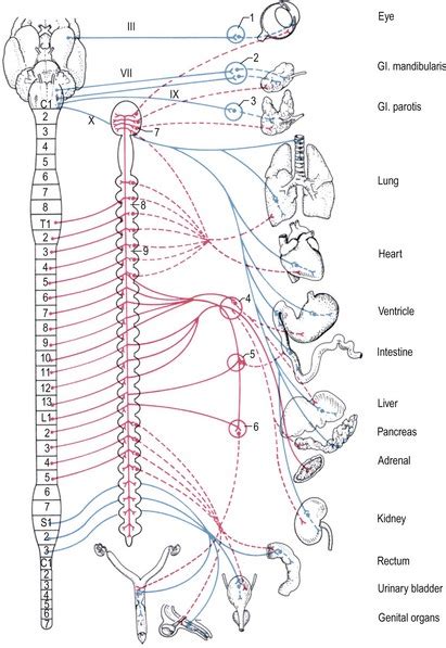 Of The Central And Peripheral Nervous System Veterian Key