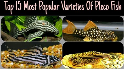 Top 15 Most Popular Varieties Of Pleco Fish Types Of Sucker Fish