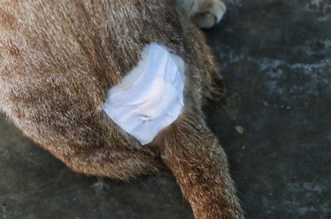 How Do Cat Abscesses On Tail Occur What Can You Do To Help