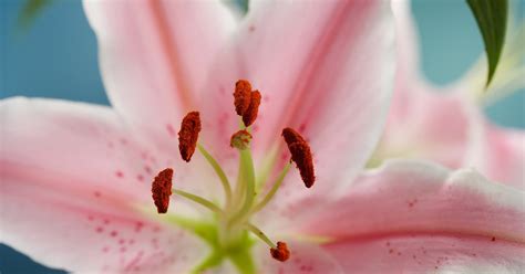 Because you want to get the pollen off without touching it—and without letting the stain touch other areas of the clothing—it's best to take the first. Lily Stamen Stain Removal | eHow UK