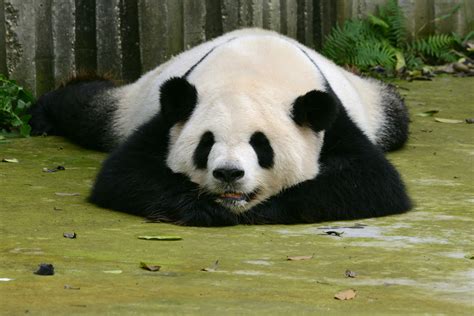 Giant Panda Behavior