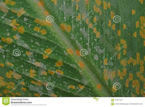 Check spelling or type a new query. Plant Disease Causes By Fungi On Flower Plant Leaves ...