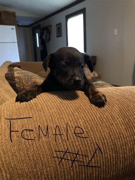 Why buy a doberman pinscher puppy for sale if you can adopt and save a life? Doberman/Mastiff Mix Puppies for Sale in Pensacola, Florida