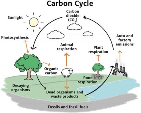 The Carbon Cycle Farm Carbon Toolkit