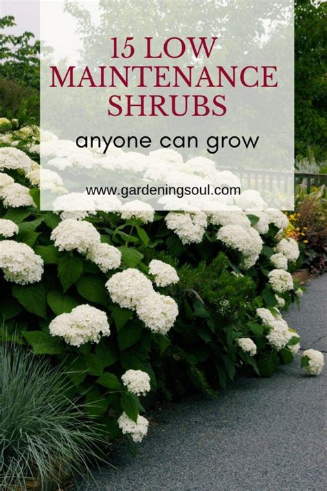 We have front garden ideas to make a good first impression. 15 Low Maintenance Shrubs Anyone Can Grow | Low ...