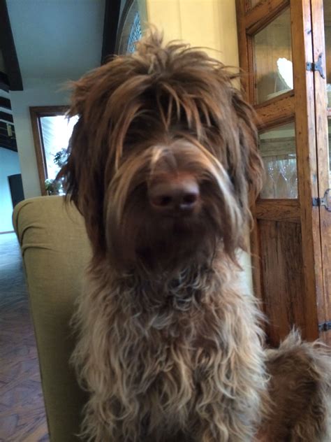 The wirehaired pointing griffon is also known as korthals griffon and griffon d'arrêt à poil dur. Wirehaired Pointing Griffon | Griffon dog, Long haired dogs