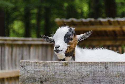 Cabra Enana Como Mascota ¡descubre Este Animal Nubika