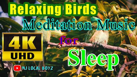 Relaxing Meditation Bird Sound Youtube
