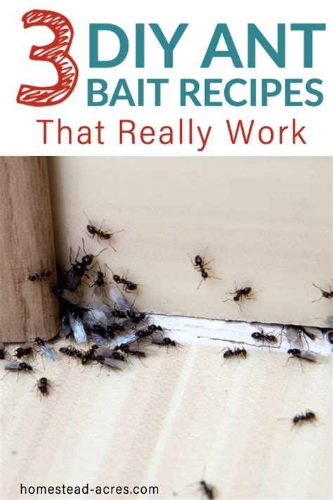 How To Get Rid Of Ants With Borax Homestead Acres