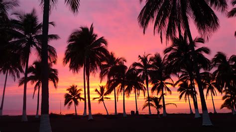 Palm Trees Sunset Riviera Nayarit Palm Tree Wallpaper Sunset
