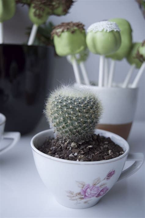 Instead of growing outward, an etiolated if you would rather give your cacti or succulent more light, you can always transition your cacti and succulents to a better lit area or even to living outside. 208 best images about Cactus Cake on Pinterest | Sheriff ...