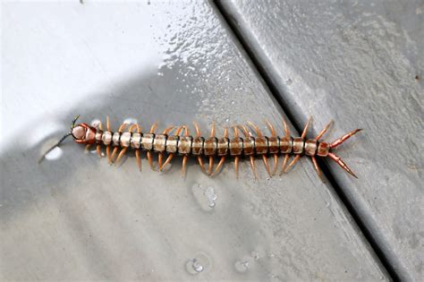 8 Most Common Types Of Centipedes Youll Find In Your House